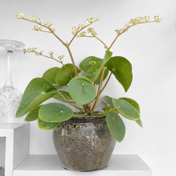 Chinese Money Plant In 9cm Decorative Pot, 2 of 4