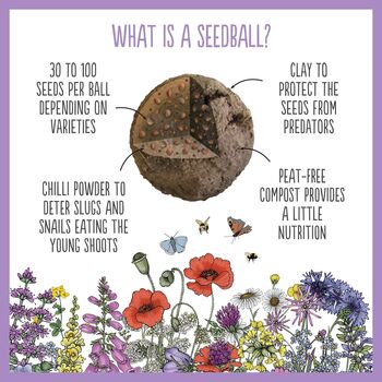 Butterfly Seedball Wildflower Gift Seed Ball Mix Tin, 7 of 10