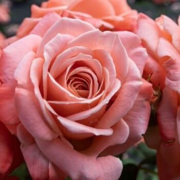 Floribunda Rose Plant 'Fragrant Delight', 3 of 6