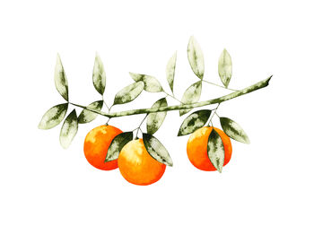 'The Orange Branch' Botanical Art Print, 5 of 5