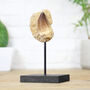 Mosasaurus Tooth In Matrix Bespoke Solid Oak Stand Real Authentic Dinosaur Fossil Museum Quality Home Decor Interior Design Display Gift Ornament, thumbnail 1 of 4