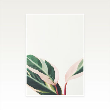 Pink Leaves Iii Photographic Plant Print, 2 of 2