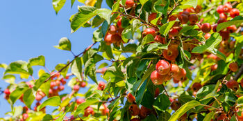 Crab Apple Fruit Trees Two X 10 L Pots, 4 of 7