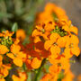 Flowers Wallflower 'Orange' Six X Plant Pack, thumbnail 3 of 6