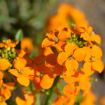 Flowers Wallflower 'Orange' Six X Plant Pack, 3 of 6