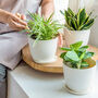Pack Of Three Plastic Planters Indoor With Saucers, thumbnail 1 of 4