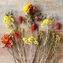 Wildflower Autumnal Cut Dried Flowers Letterbox Gift, thumbnail 4 of 10