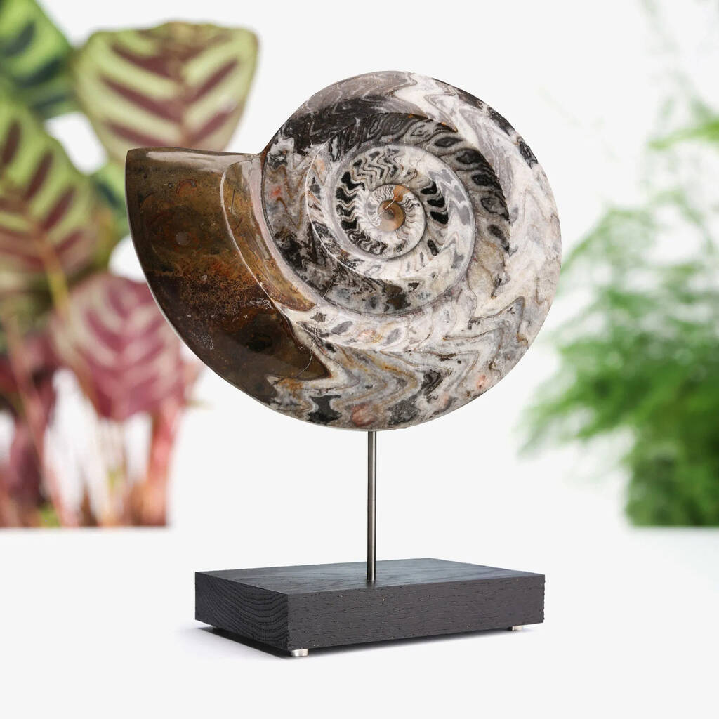 Large Goniatite Ammonite Authentic Fossil Stand, 1 of 1
