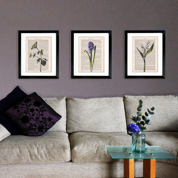 Hyacinth, Vintage Collection Print, 4 of 6