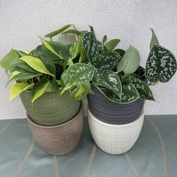 Ceramic Planter And Plant, Perfect Wedding Gift, 11 of 12