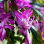 Christmas Cactus 'Purple Dancer' One X 13cm Pot, thumbnail 7 of 11