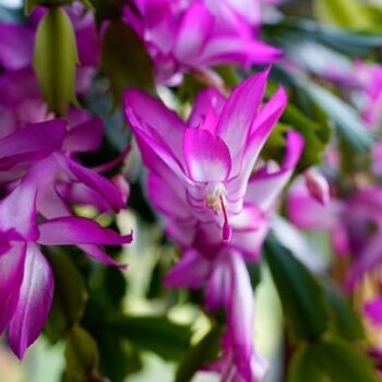 Christmas Cactus 'Purple Dancer' One X 13cm Pot, 7 of 11