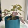 3D Printed Corrugated Plant Pot – Strong And Lightweight, thumbnail 5 of 9