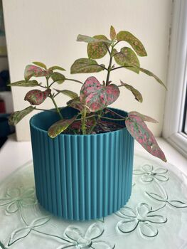 3D Printed Corrugated Plant Pot – Strong And Lightweight, 5 of 9