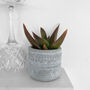 Aloe Black Gem Potted Succulent House Plant, thumbnail 2 of 6