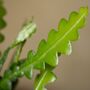 Fishbone Cactus | Epiphyllum Anguliga, thumbnail 2 of 3