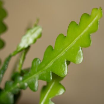 Fishbone Cactus | Epiphyllum Anguliga, 2 of 3