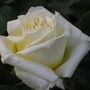 Personalised Gift Rose Dear Margaret, thumbnail 1 of 1