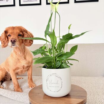 Personalised Birthday Plant Pot Gift | Add A Plant, 5 of 8