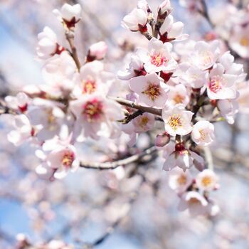 Ornamental Almond Tree One Plant In A 10 Litre Pot, 3 of 3