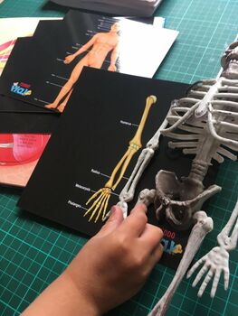 Complete Human Anatomy Set Our Bodies Inside And Out, 10 of 12