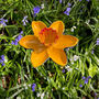 Cast Iron Daffodil Bird Feeder Garden Ornament, thumbnail 3 of 7