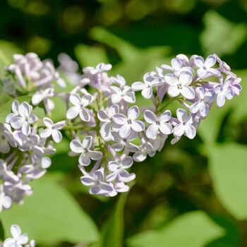 Lilac Bush Syringa, 'Madame Lemoine', Plant In 10 L Pots, 3 of 4