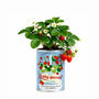 Berry Special Teacher Gift Strawberry Grow Kit, thumbnail 1 of 3