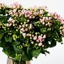 Ballet Slipper Pink Bouvardia Fresh Flower Bouquet, thumbnail 3 of 3