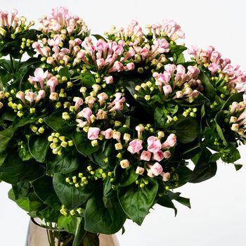 Ballet Slipper Pink Bouvardia Fresh Flower Bouquet, 3 of 3