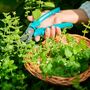Herb Plants, Lemon Balm, Full Plants In 9cm Pots, thumbnail 3 of 4
