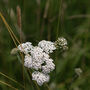 Summer Foraging Walk For One In The South Downs, thumbnail 4 of 12