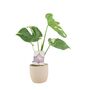 Monstera Thai Constellation – Rare Variegated Houseplant – Free Standard Gift Wrap, thumbnail 4 of 9