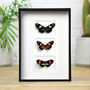 Myriad Longwing Trio Butterfly Box Frame Entomology Taxidermy Insects Bug Moth Interior Design Home Decor Wall Hanging Gift Ornament, thumbnail 1 of 4