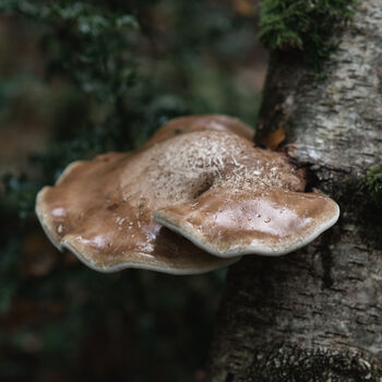 Winter Foraging Workshop For One In The South Downs, 5 of 7