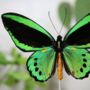 Cape York Birdwing Butterfly Insect Bug Entomology Taxidermy Bell Jar, thumbnail 2 of 4