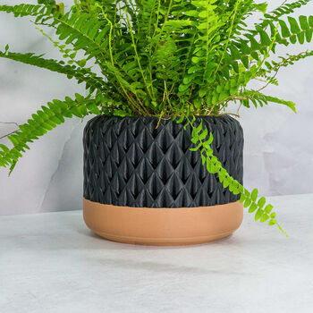 Carbon Ananas Planter, 3 of 4