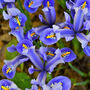 Spring Bulbs Iris Reticulata 12 X Bulb Pack, thumbnail 2 of 5