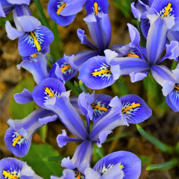 Spring Bulbs Iris Reticulata 12 X Bulb Pack, 2 of 5