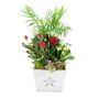 Christmas Indoor Plant Gift In Wooden Star Planter, thumbnail 2 of 2