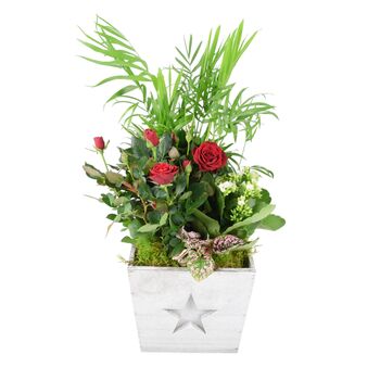 Christmas Indoor Plant Gift In Wooden Star Planter, 2 of 2