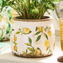 Ravello Lemon Planter, thumbnail 1 of 6