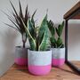 Hand Painted Large Indoor Concrete Plant Pot, thumbnail 1 of 8