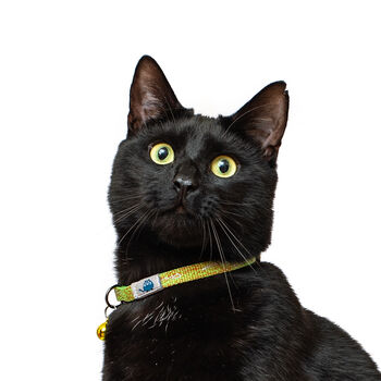 Tom And Tabby Reflective Cat Collars, 9 of 10