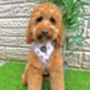 Rusty Bear Dog Harness, thumbnail 8 of 11