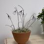 Wire Snowdrops In Handmade Egg Cup Shape Terracotta Pot, thumbnail 2 of 7