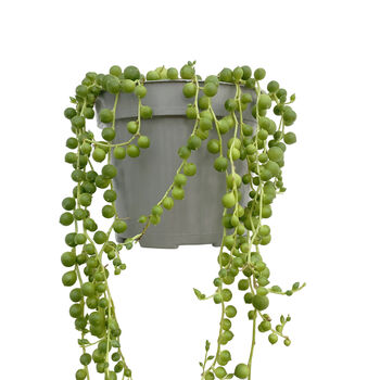 String Of Pearls Trailing House Plant In Nine 10cm Pot, 3 of 5