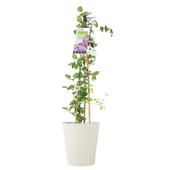 Clematis Piilu – Early Pink Climbing Clematis 3 L, 5 of 5