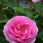 Mothers Day Rose Mum In A Million, Scented Plant Gift, thumbnail 2 of 3