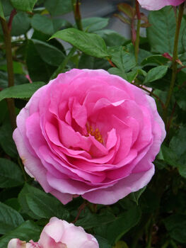 Mothers Day Rose Mum In A Million, Scented Plant Gift, 2 of 3